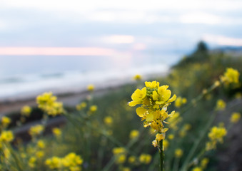 Emma Wood Beach in Ventura, California, at Sunset