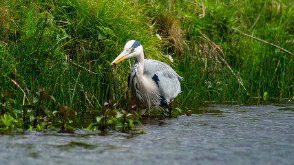 Large Grey Heron, Ardeidae, Single Bird Close Up, eyeline water level low angle view, searching for food on riverbank