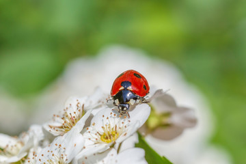 red ladybug sitting on white blossoming at spring