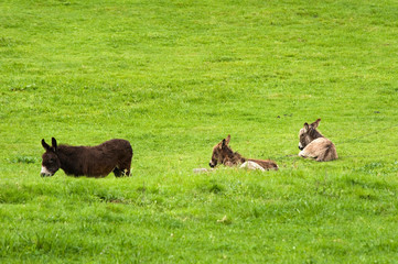  donkeys grazing in a meadow
