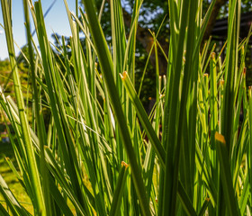 Perspektive vom Boden auf den Rasen