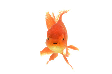 Goldfish carassius auratus white background