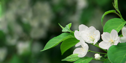 Gorgeous background with blooming apple tree