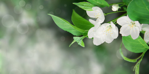 Gorgeous background with blooming apple tree