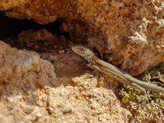 Atlantic lizard (Gallotia atlantica mahoratae) on the island of Lanzarote, Canary Islands. Spain