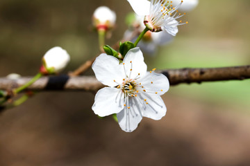 Blüten der Kirschpflaume, Prunus cerasifera