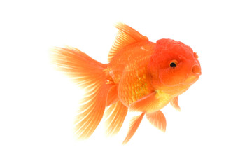 Goldfish carassius auratus white background