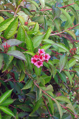 flowers in the garden