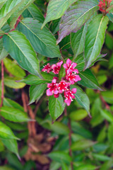 pink flower in the garden