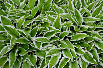 Nature green leaves. Foliage background. Fresh, juicy colours.