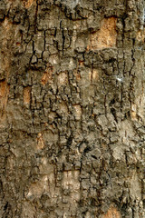 tree wood texture 