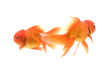 Goldfish carassius auratus white background