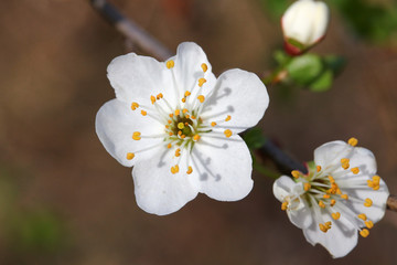 Bl&uuml;ten der Kirschpflaume, Prunus cerasifera