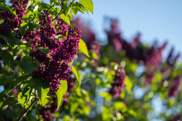 Closeup photo of bush of lilac or syringa under blue sky captured sprint or early summer.
