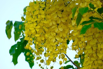 Golden Shower Tree