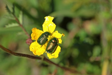 Zwei Seidige Fallkäfer (Cryptocephalus sericeus) auf Hahnenfußblüte