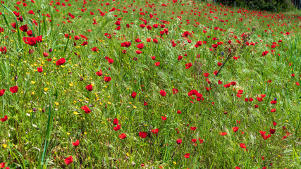 Field of red poppies and tall grass swaying in the wind. Wildflowers on a windy summer day.