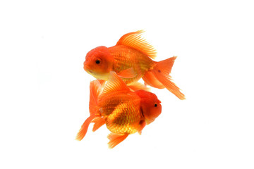 Fototapeta premium Goldfish carassius auratus white background