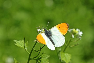 Männlicher Aurorafalter (Anthocharis cardamines) an Knoblauchsrauke (Alliaria petiolata)