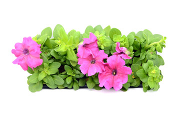 pink Petunia flower tray box on white isolated background. top view.