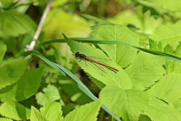 Männliche Frühe Adonislibelle oder auch Frühe Adonisjungfer (Pyrrhosoma nymphula)