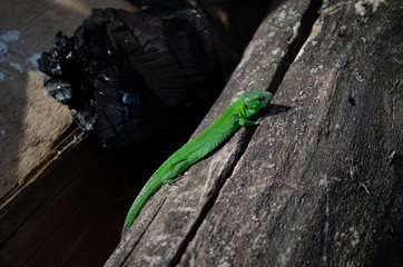 green lizard