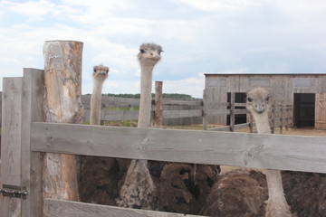  Ostrich farm