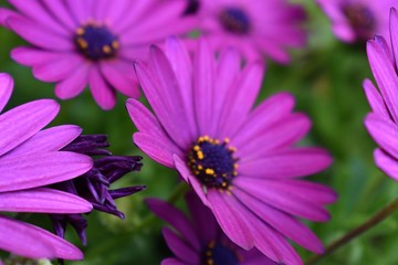 Obraz premium photo of very beautiful flowers