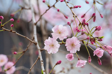 Beautiful cherry blossom sakura in spring time