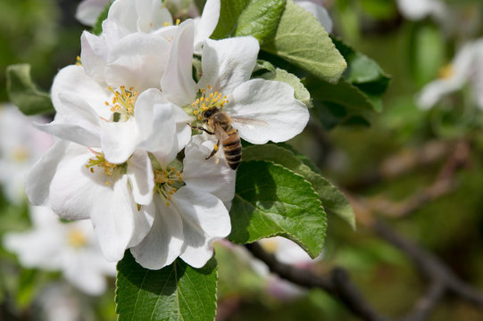 Bee on an apple blossom, Bavaria, Germany