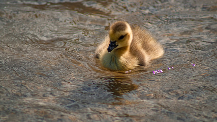 Close up of single canada goose gosling chick yellow and black plumage on lake