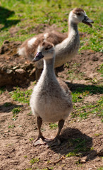 Egptian Goose, goslings, close up low angle view, family group