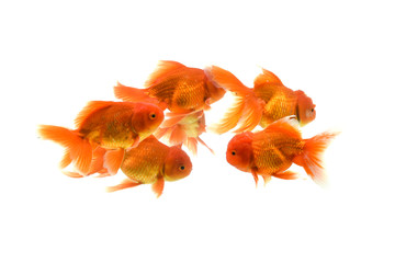 Fototapeta na wymiar Goldfish carassius auratus white background