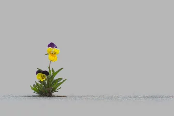 Poster Wild pansy on gray concrete background with copy space © Pink Badger