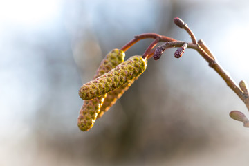 New buds on a plant