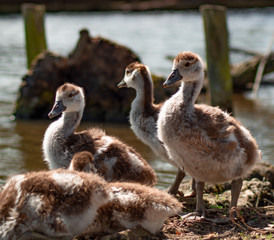 Egptian Goose, goslings, close up low angle view, family group