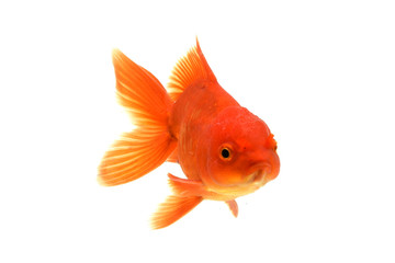 Goldfish carassius auratus white background