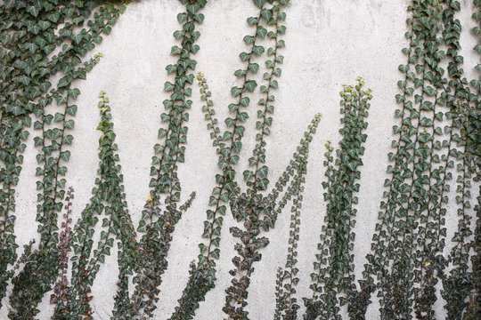 Ivy growing on concrete wall