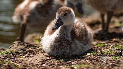 Egptian Goose, goslings, close up low angle view, family group