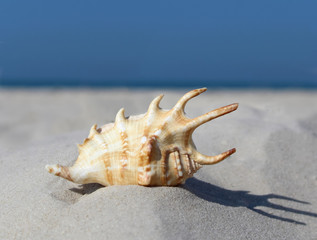 Fototapeta na wymiar Beautiful sea shell on the beach. Summer time. Horizontal view. Close-up