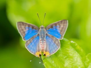 Top view of Long Banded Silverline (Spindasis lohita senama) Butterfly resting on green leaf with green nature blurred background.