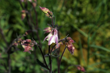 The Columbine Flower Aquilegia Purple columbine -aquilegia - blossom growing in garden