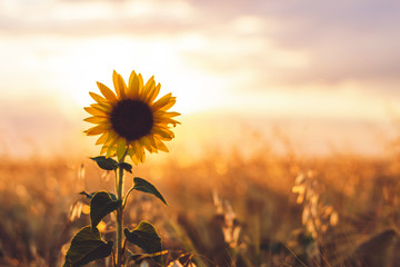 lonely sunflower in a field in the sunlight