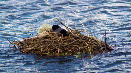 Single Black Coot, Rallidae, nesting on lake with rubbish plastic bag pollution in nest