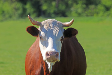 portrait of a simmental cow looking at camera