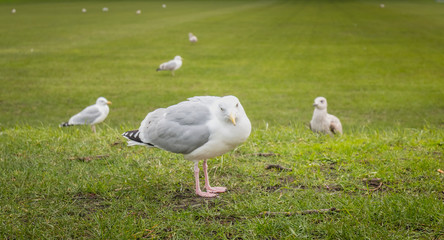 Gulls wandering on the lawn in Dublin, Irland