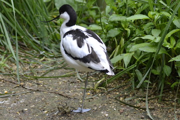 AVOCETTA