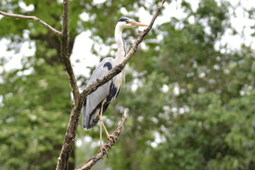 AIRONE CINERINO