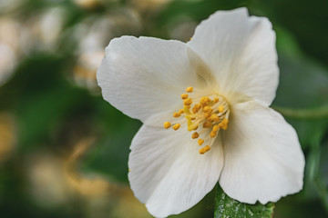 White flower on a background of dark green foliage of grass