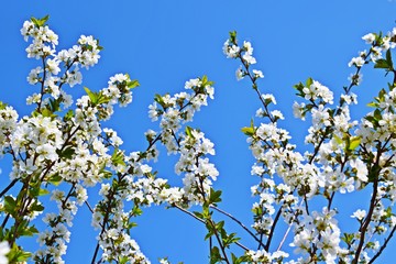 Beautiful cherry blossoms in the garden.